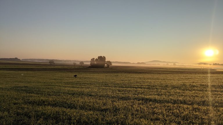 Rübe beim Stübern im Sonnenaufgang