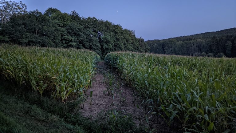 Maisjagd an der Jagdschneise