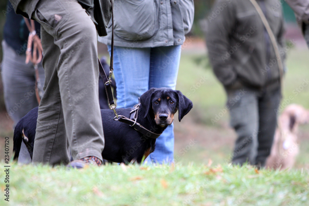 Bild einer Brandlbracke auf einer Jagdhundschau