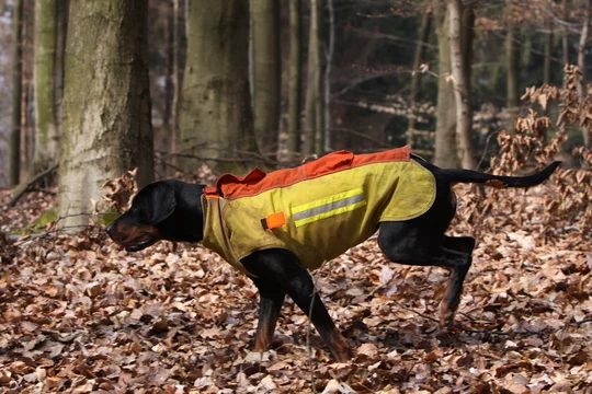 Bild einer Brandlbracke im jagdlichen Einsatz