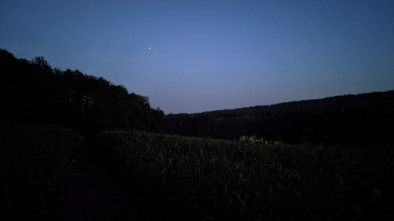 Sauen im Mais Teil 3