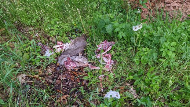 Negatives Beispiel In der Natur entsorgte Rehteile